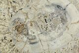 Stromatolite Covered Petrified Wood Round - California #184785-1